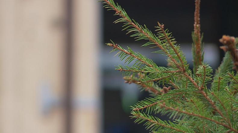 Jak pozbyć się choinki?