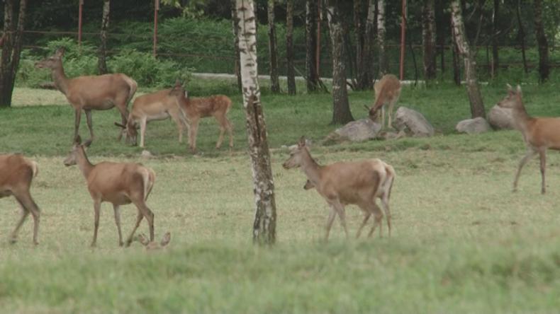 Sarny wyjadają leśne uprawy