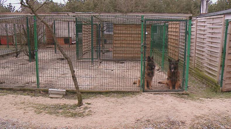 Owczarki z Kosakowa już w bezpiecznych rękach