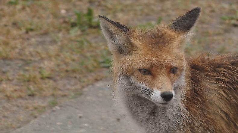 Nowa „gwiazda” Nadleśnictwa Choczewo