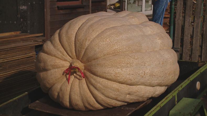 Zrób sobie zdjęcie z gigantyczną dynią