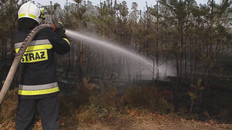 W Luzinie spłonęło 1,5 hektara lasu